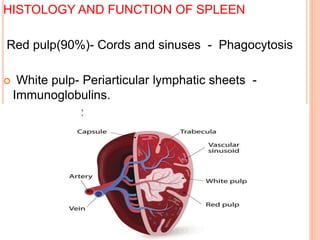 HISTOLOGY AND FUNCTION OF SPLEEN
Red pulp(90%)- Cords and sinuses - Phagocytosis
 White pulp- Periarticular lymphatic sheets -
Immunoglobulins.
 