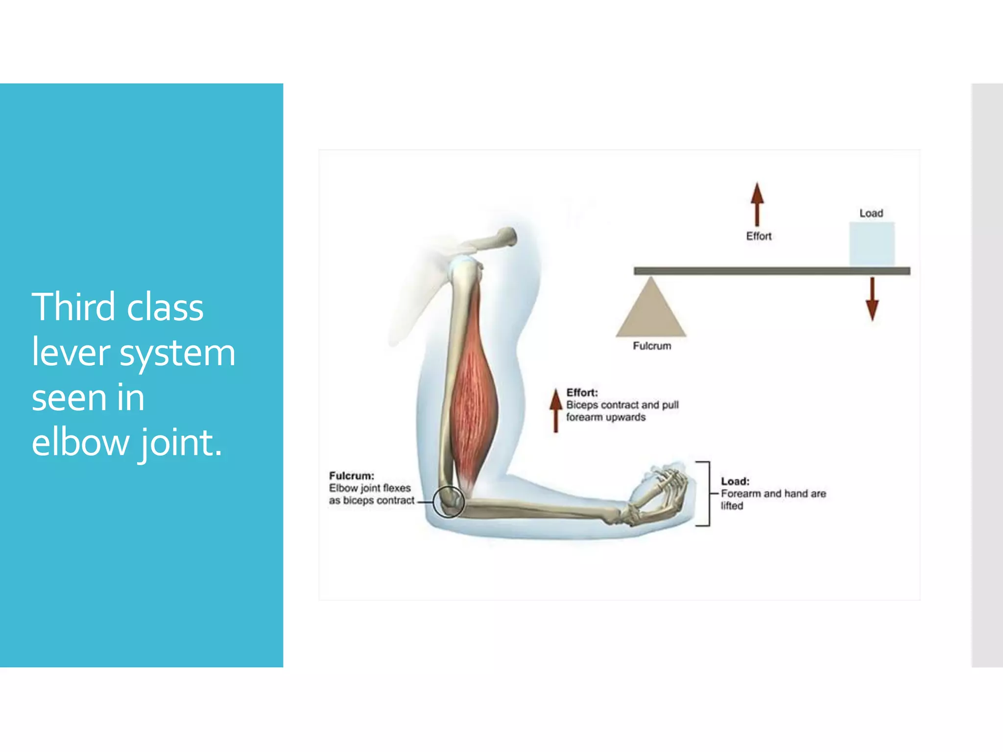 Third class
lever system
seen in
elbow joint.
 