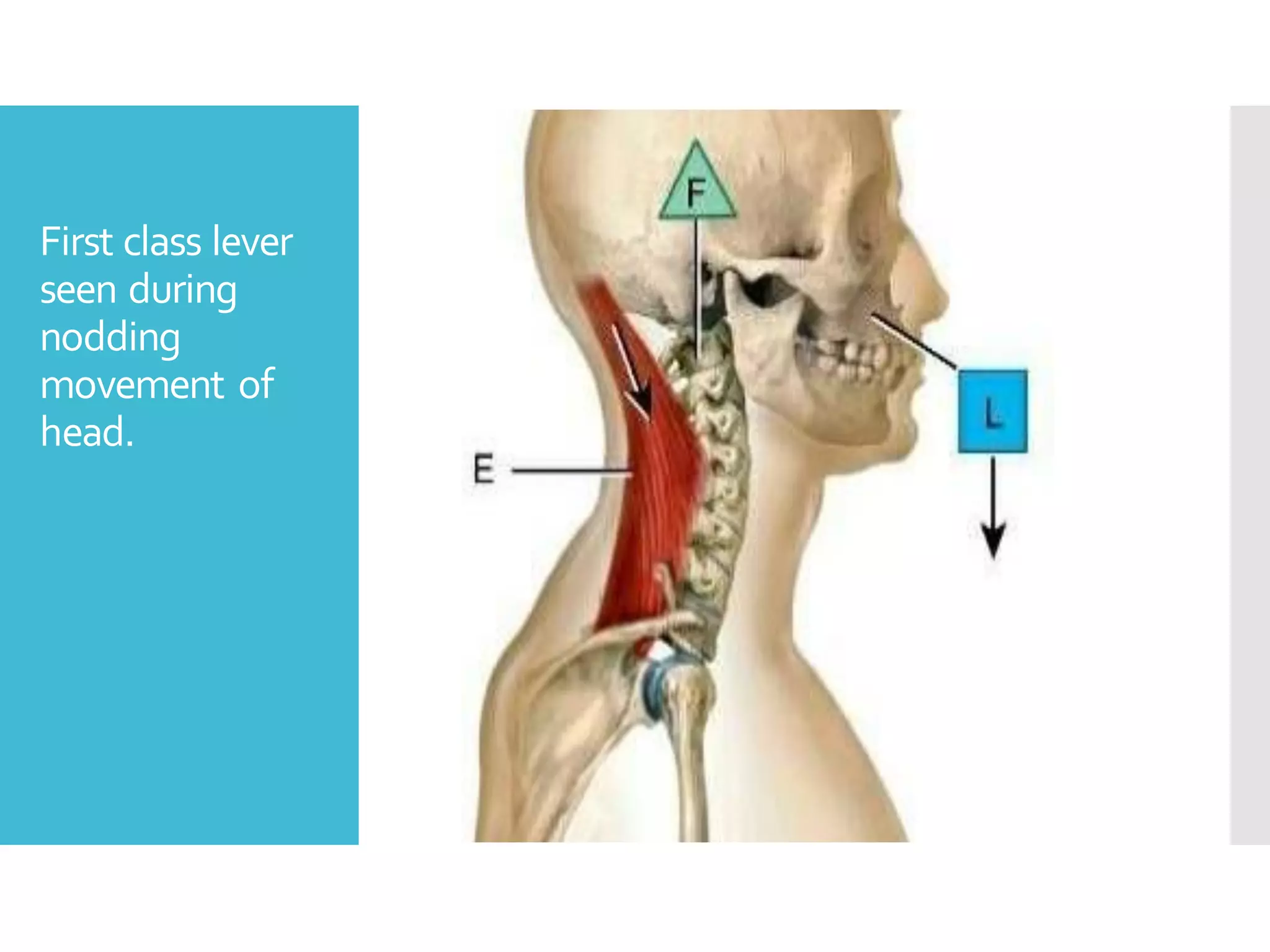 First class lever
seen during
nodding
movement of
head.
 