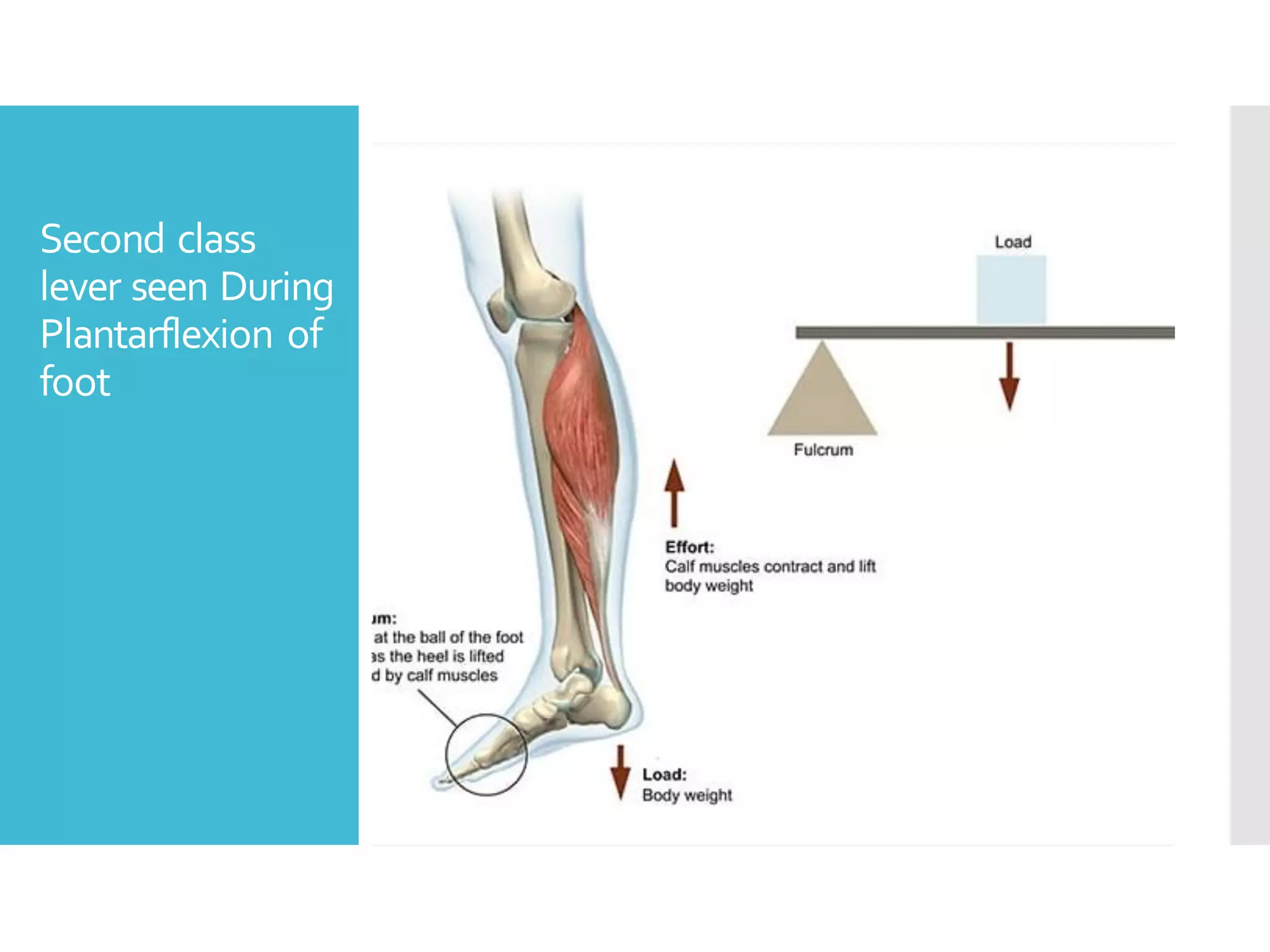 Second class
lever seen During
Plantarflexion of
foot
 