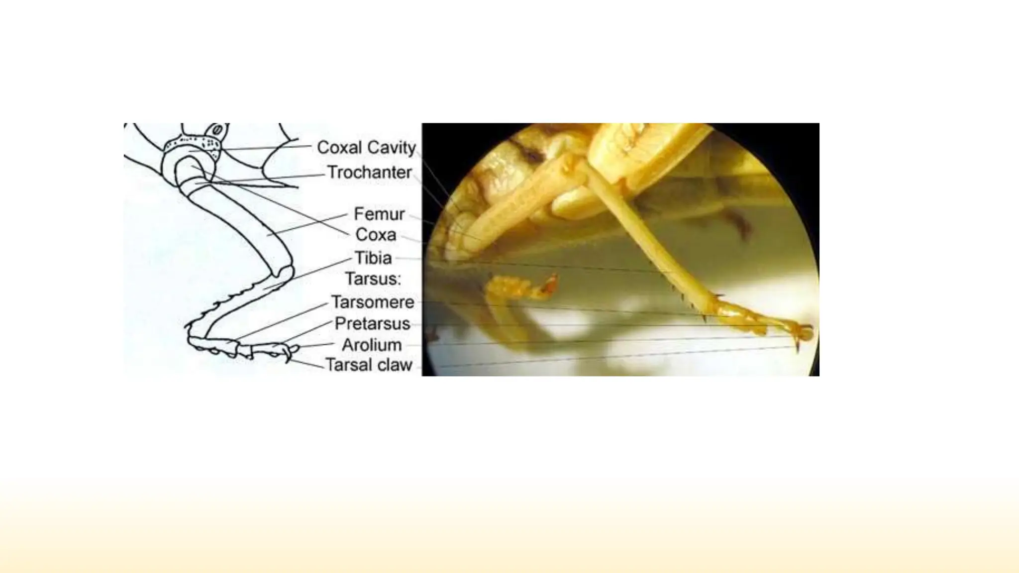 Share insects Sclerites.pptx Insects Plates & sutures | PPTX
