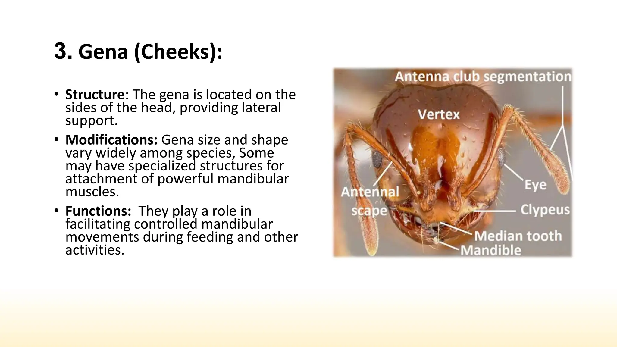 Genae Insect Share insects Sclerites.pptx Insects Plates & sutures | PPTX