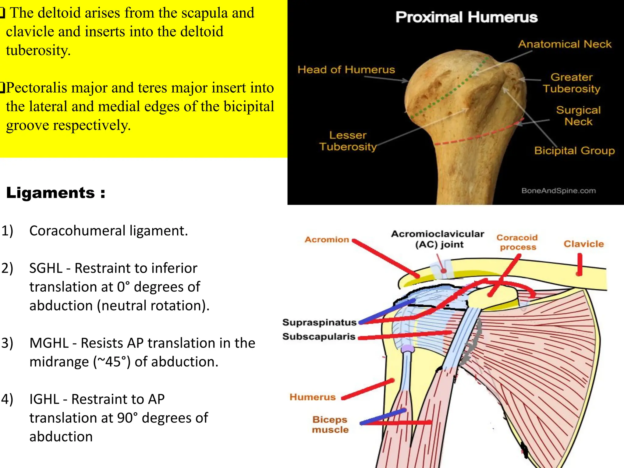 ❑ The deltoid arises from the scapula and
clavicle and inserts into the deltoid
tuberosity.
❑Pectoralis major and teres major insert into
the lateral and medial edges of the bicipital
groove respectively.
Ligaments :
1) Coracohumeral ligament.
2) SGHL - Restraint to inferior
translation at 0° degrees of
abduction (neutral rotation).
3) MGHL - Resists AP translation in the
midrange (~45°) of abduction.
4) IGHL - Restraint to AP
translation at 90° degrees of
abduction
 