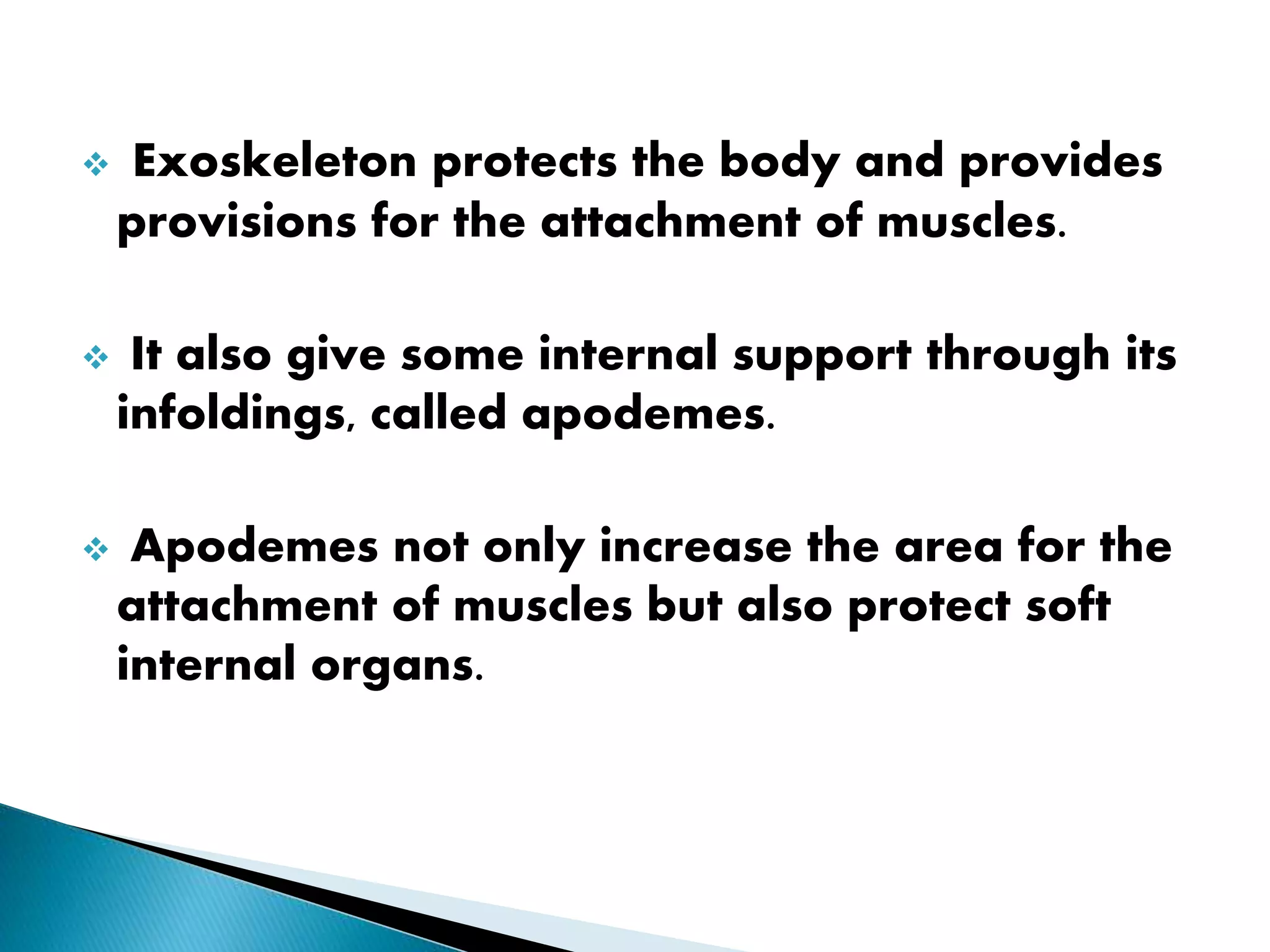  Exoskeleton protects the body and provides
provisions for the attachment of muscles.
 It also give some internal support through its
infoldings, called apodemes.
 Apodemes not only increase the area for the
attachment of muscles but also protect soft
internal organs.
 