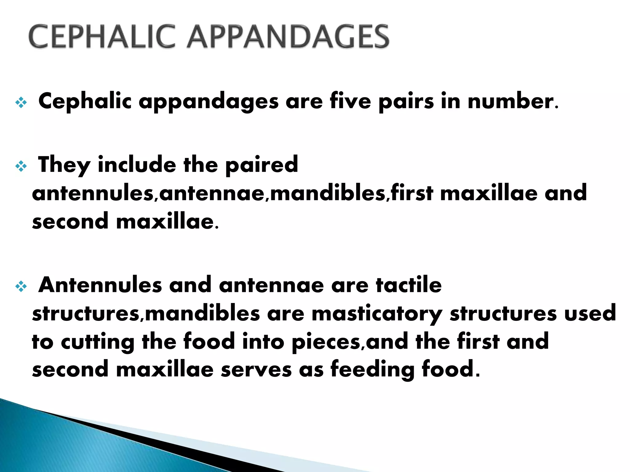  Cephalic appandages are five pairs in number.
 They include the paired
antennules,antennae,mandibles,first maxillae and
second maxillae.
 Antennules and antennae are tactile
structures,mandibles are masticatory structures used
to cutting the food into pieces,and the first and
second maxillae serves as feeding food.
 