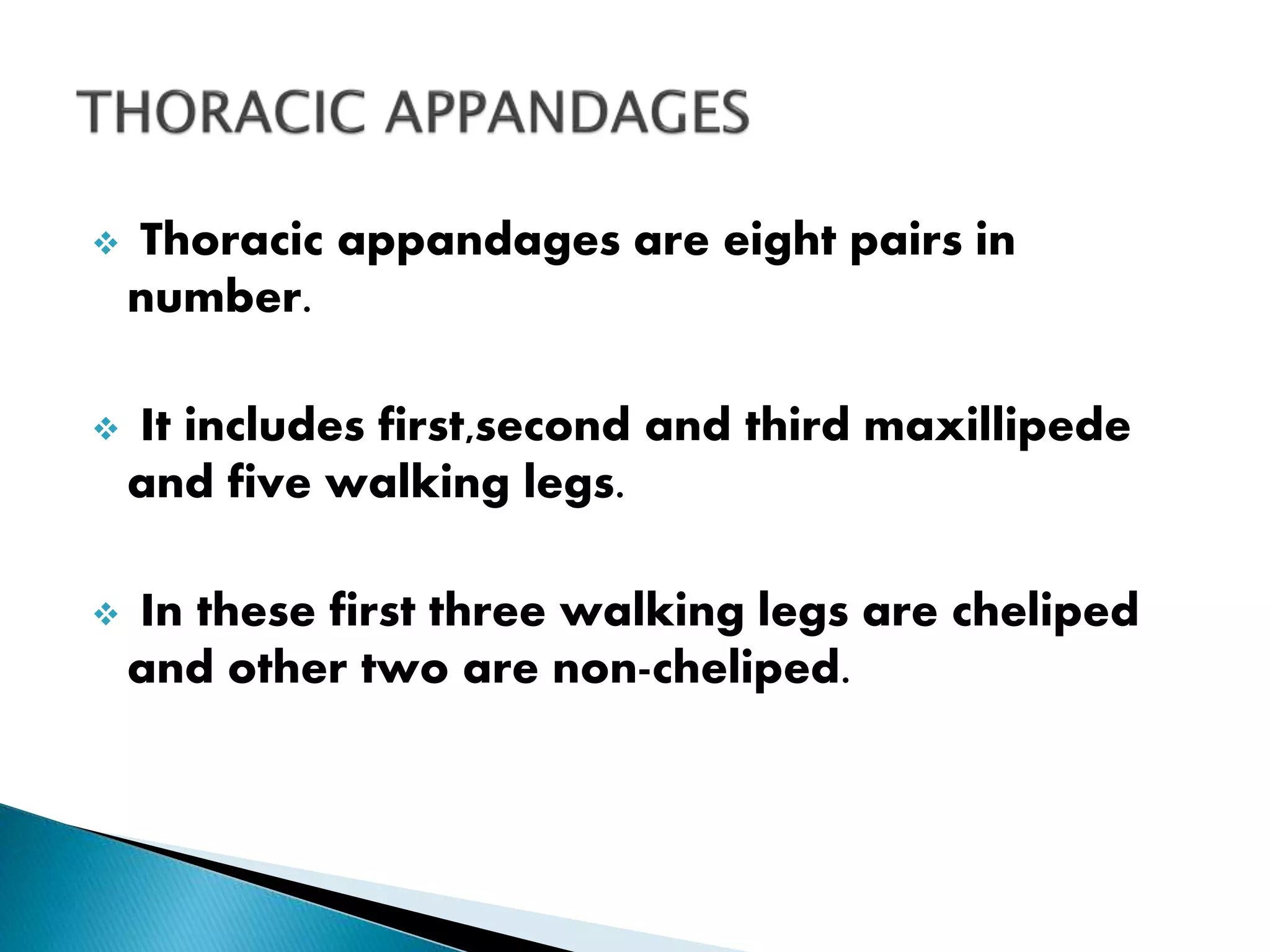 Thoracic appandages are eight pairs in
number.
 It includes first,second and third maxillipede
and five walking legs.
 In these first three walking legs are cheliped
and other two are non-cheliped.
 