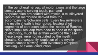 Share Peripheral nerve injuries ppt download | PDF