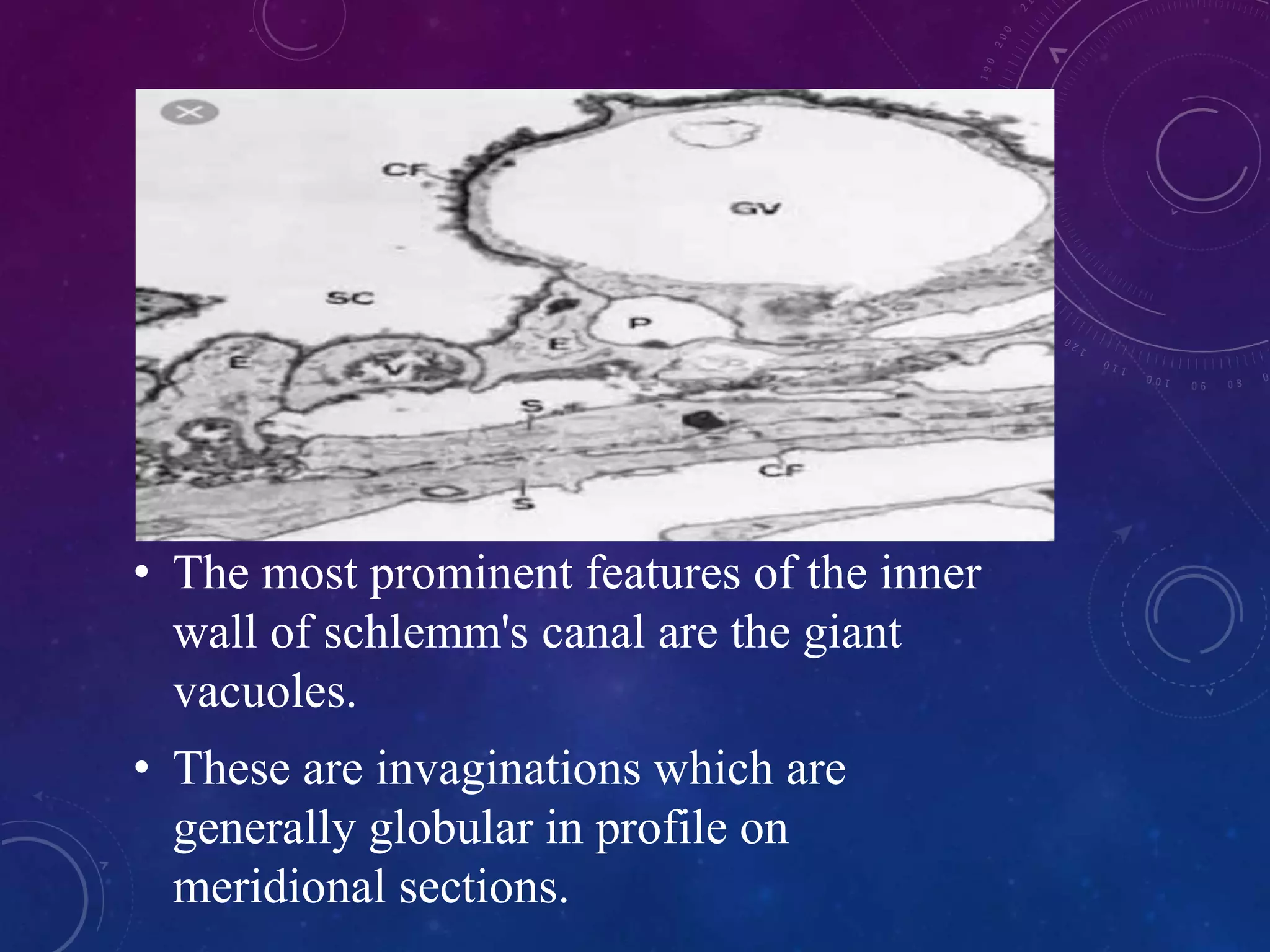 anatomy of anterior chamber of eye | PPTX