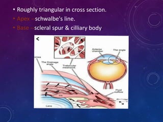 anatomy of anterior chamber of eye | PPTX