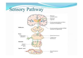 Examination of sensory system Slide 3