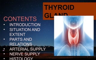 Share Thyroid gland ppt-1-2.pptx anatomy | PPTX