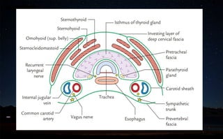 Share Thyroid gland ppt-1-2.pptx anatomy | PPTX