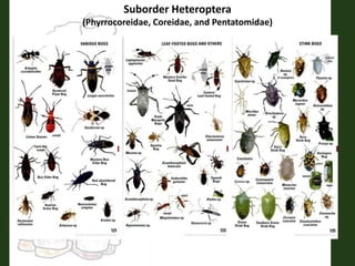 Suborder Heteroptera
(Phyrrocoreidae, Coreidae, and Pentatomidae)
 