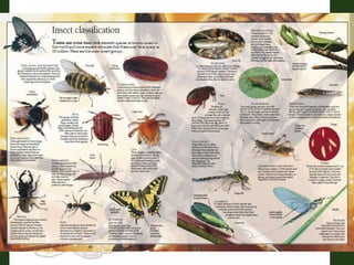Sharing divisi insect orders 3 | PDF
