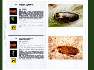 Suborder Polyphaga
(Elateridae, Meloidae, Curculionidae)
 