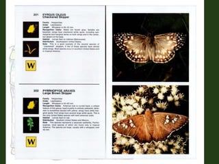 Sharing divisi insect orders 3