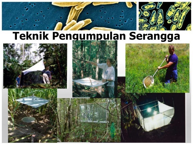 Sharing divisi insect metode pengamatan dan pengumpulan 