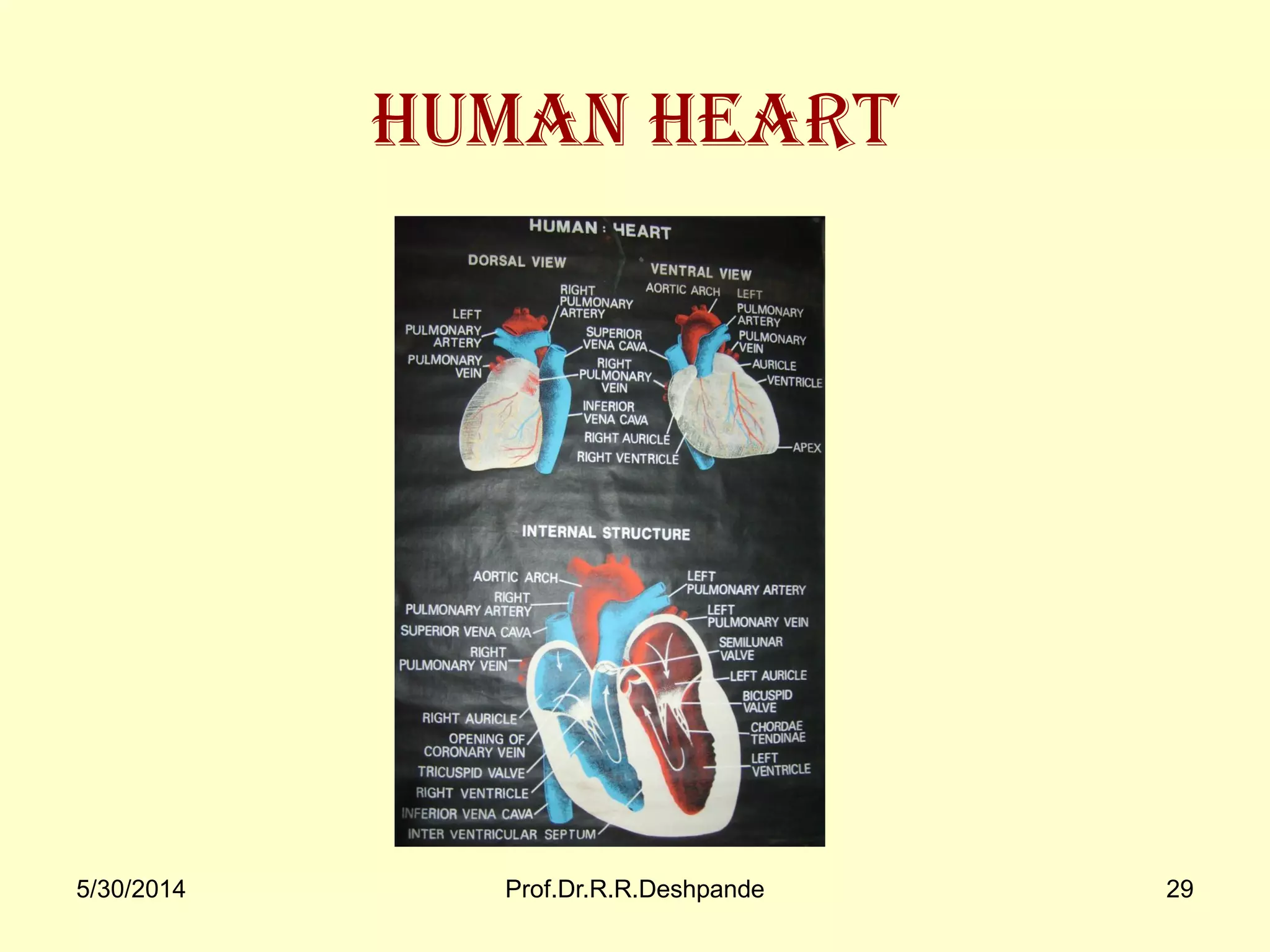 5/30/2014 Prof.Dr.R.R.Deshpande 29
Human Heart
 