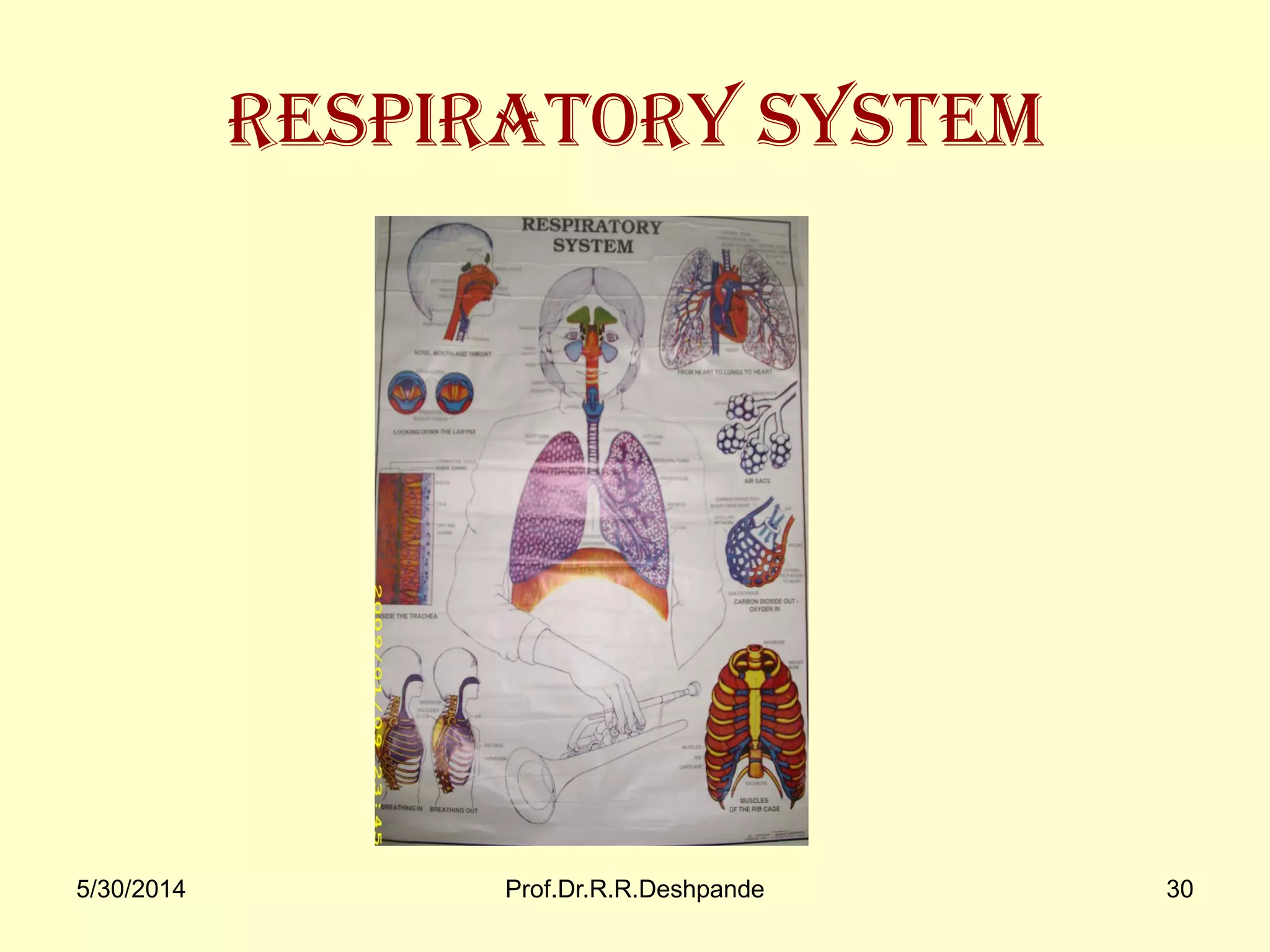 5/30/2014 Prof.Dr.R.R.Deshpande 30
Respiratory system
 