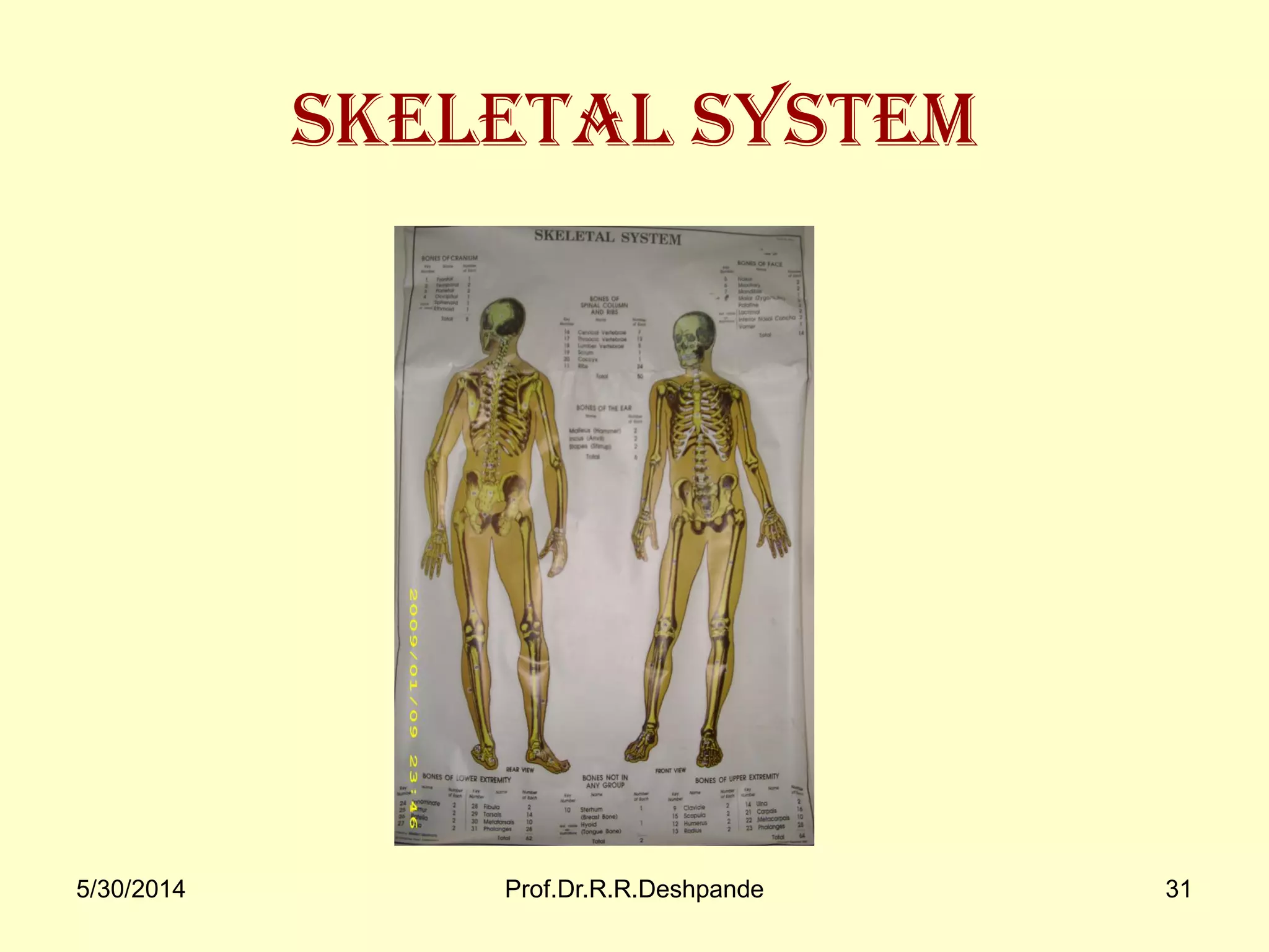5/30/2014 Prof.Dr.R.R.Deshpande 31
Skeletal system
 