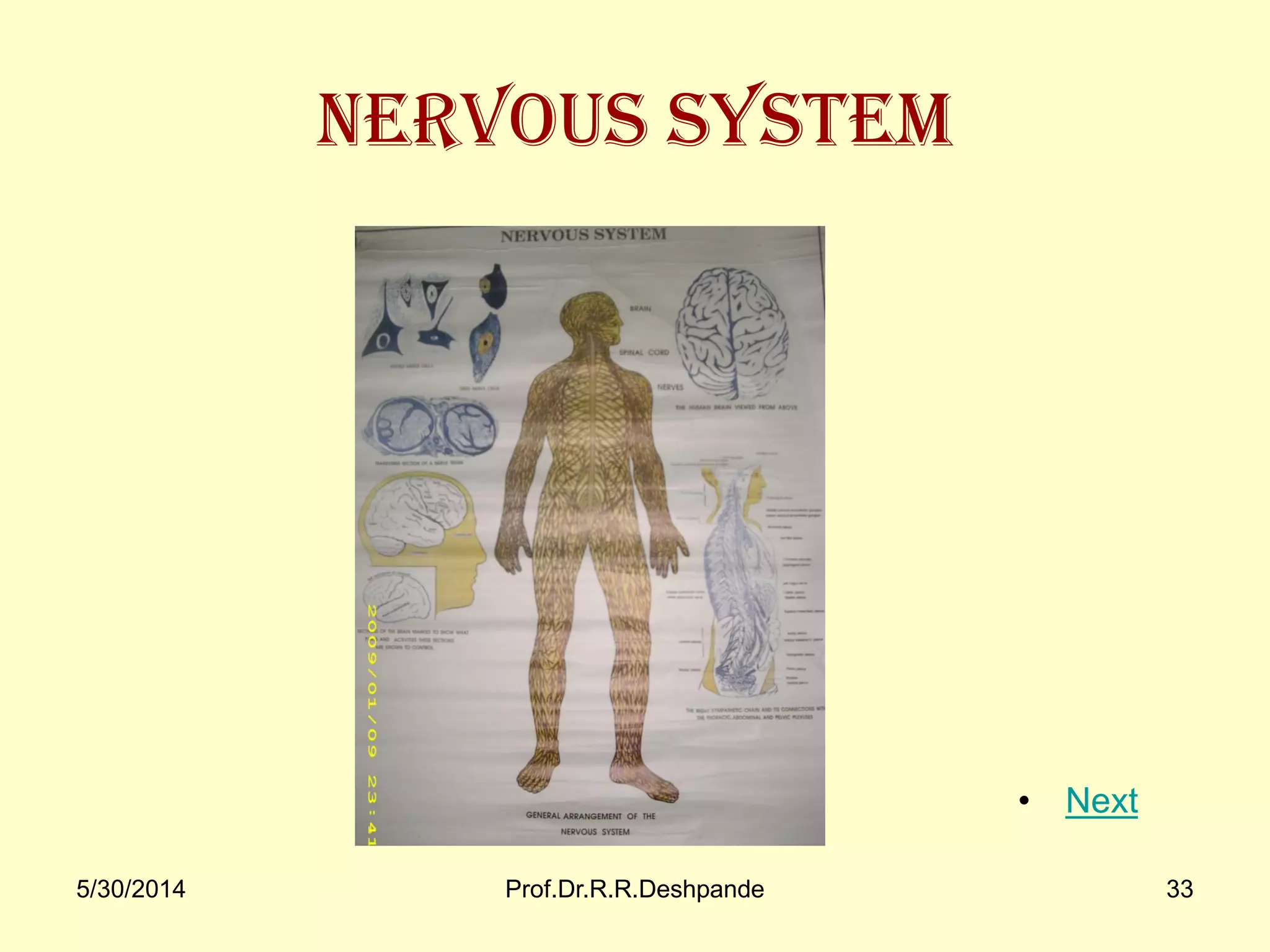 5/30/2014 Prof.Dr.R.R.Deshpande 33
Nervous system
• Next
 