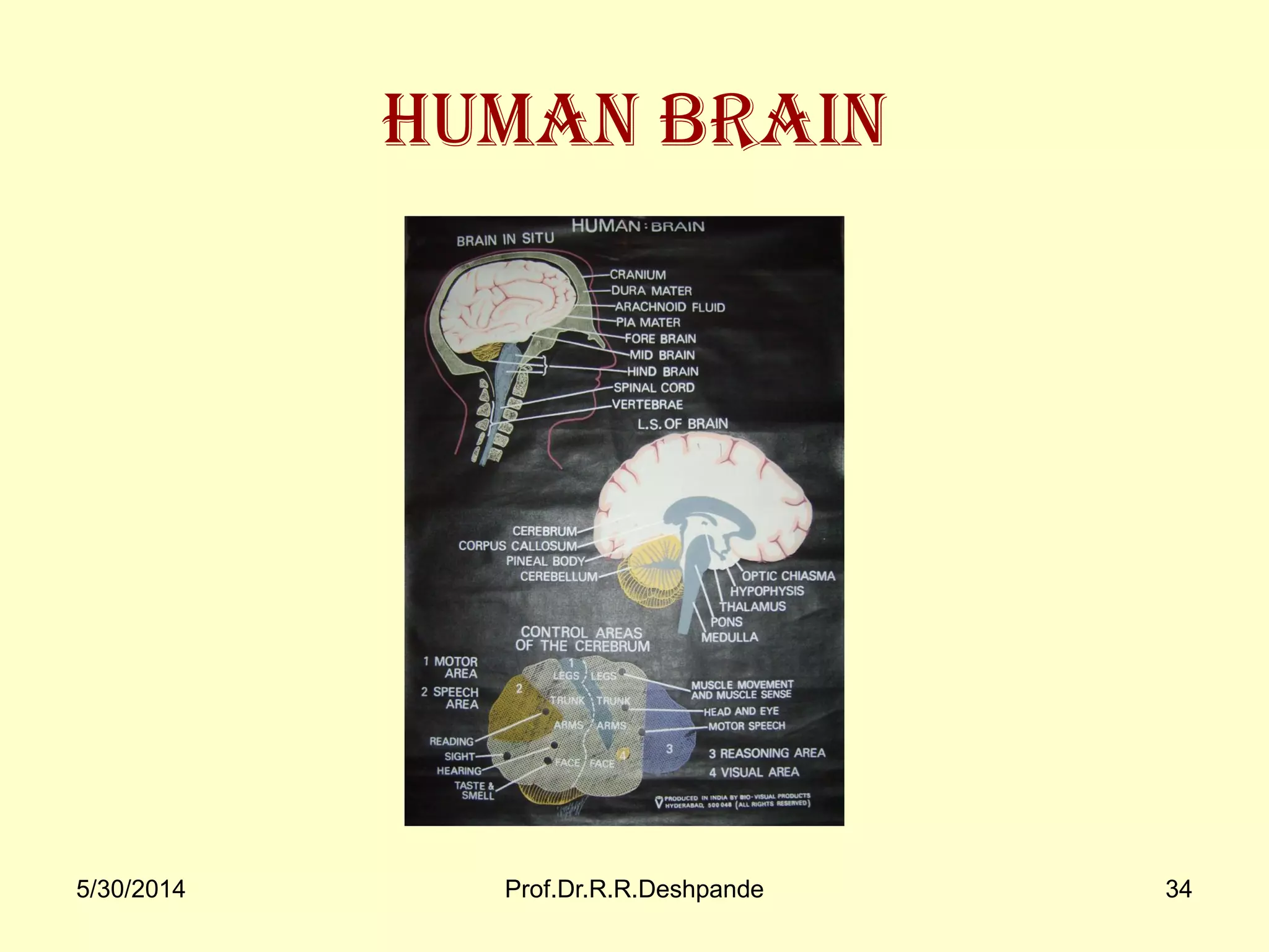 5/30/2014 Prof.Dr.R.R.Deshpande 34
Human Brain
 