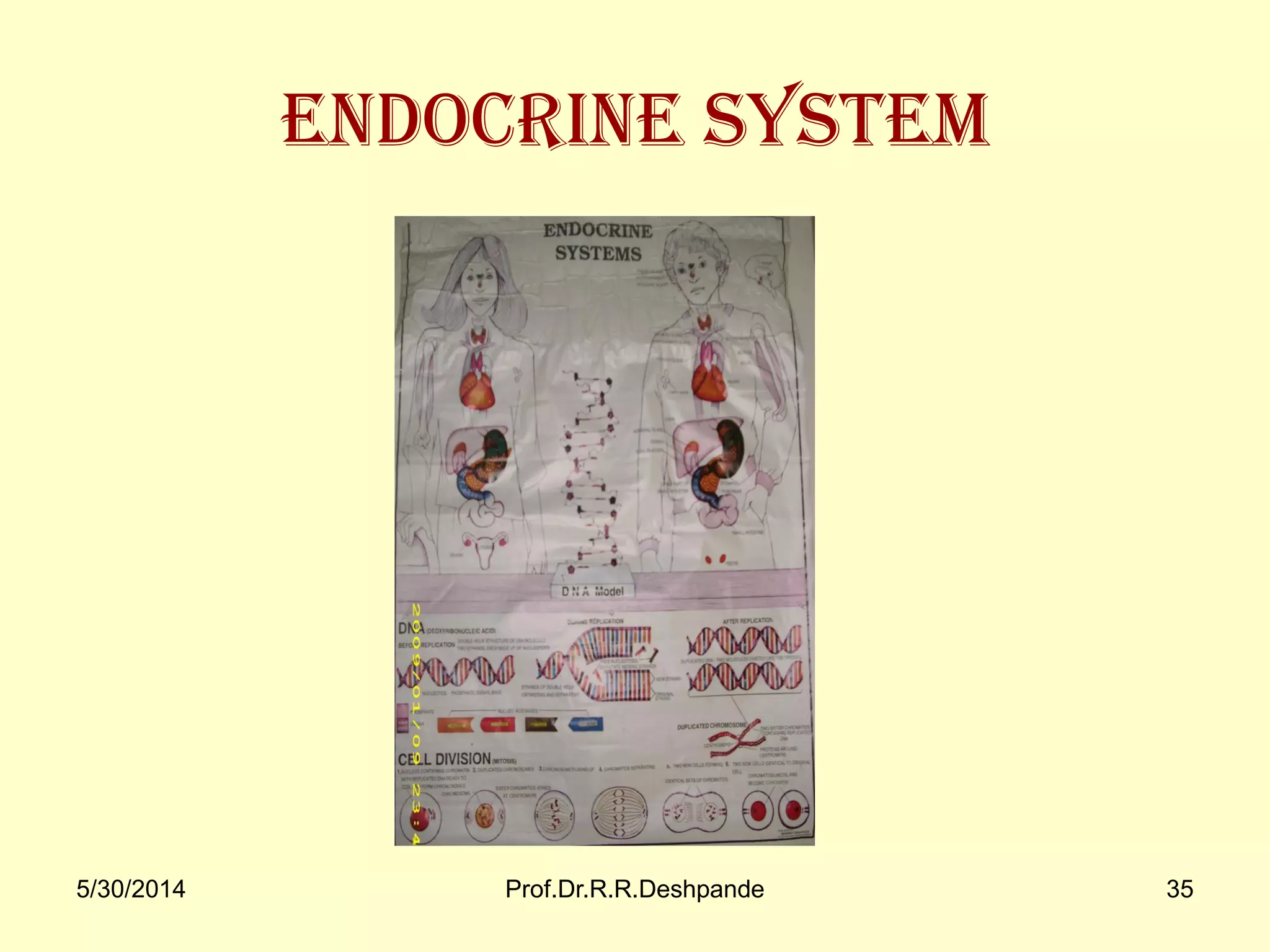5/30/2014 Prof.Dr.R.R.Deshpande 35
Endocrine system
 