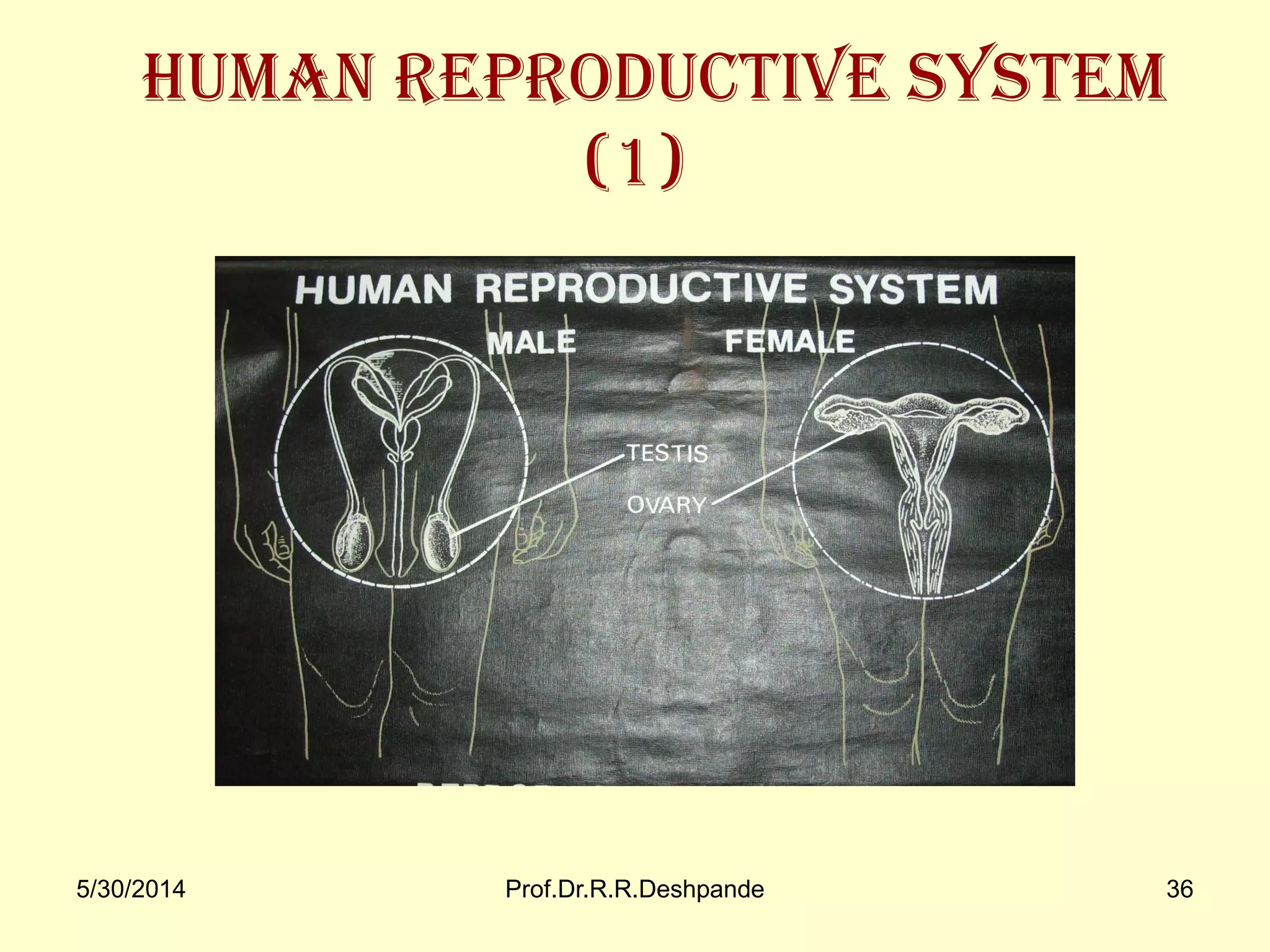 5/30/2014 Prof.Dr.R.R.Deshpande 36
Human Reproductive System
(1)
 