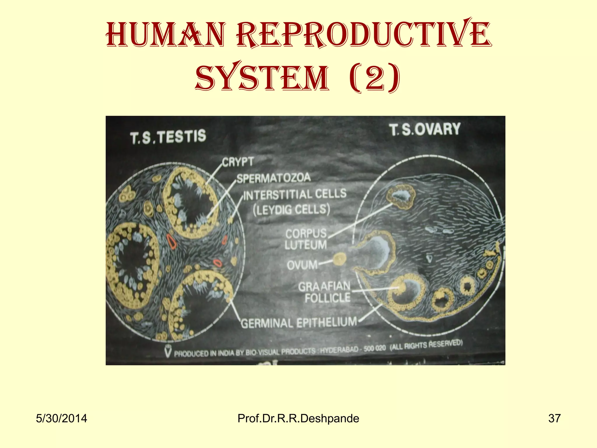 5/30/2014 Prof.Dr.R.R.Deshpande 37
Human Reproductive
System (2)
 