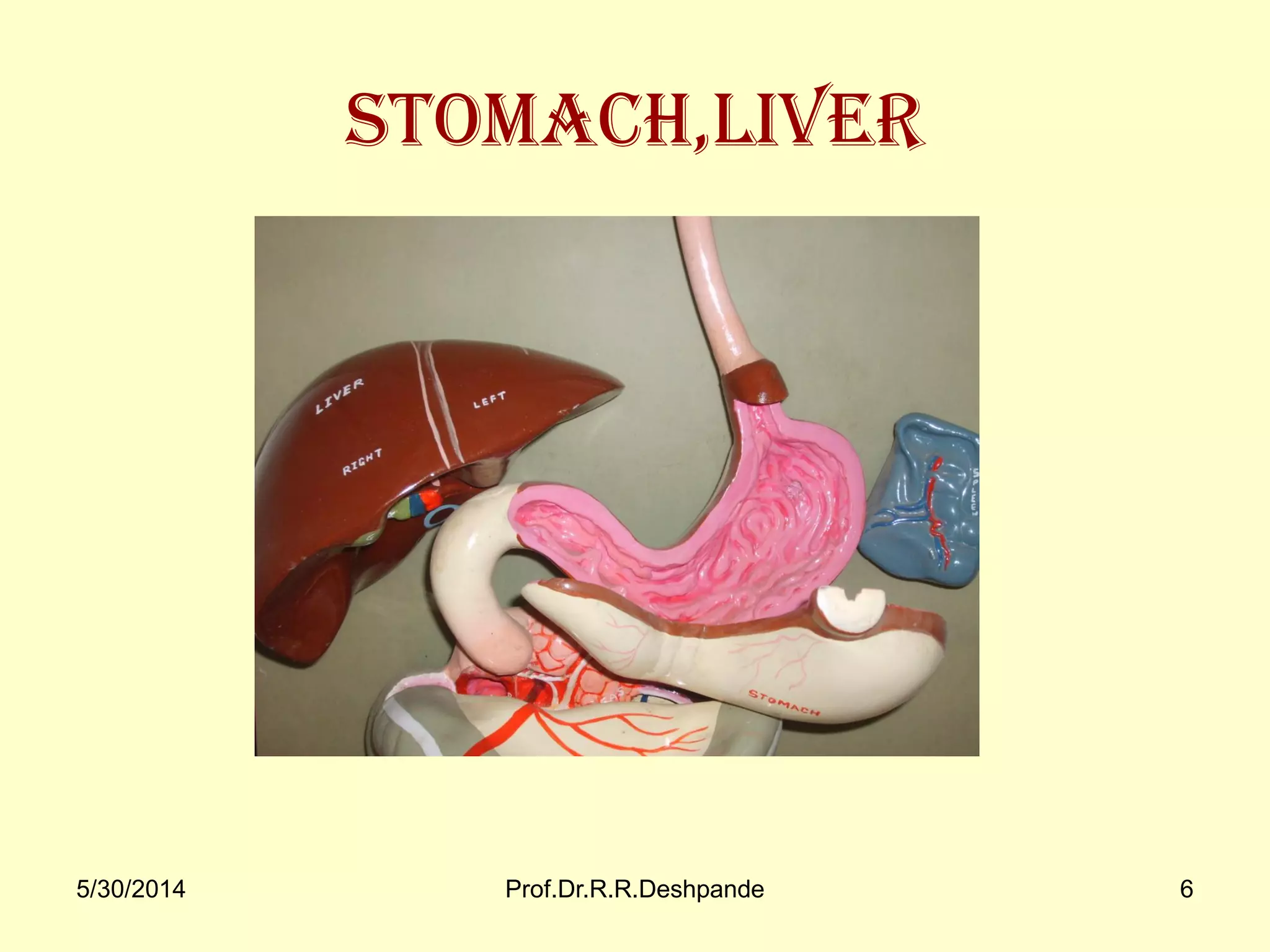5/30/2014 Prof.Dr.R.R.Deshpande 6
Stomach,Liver
 