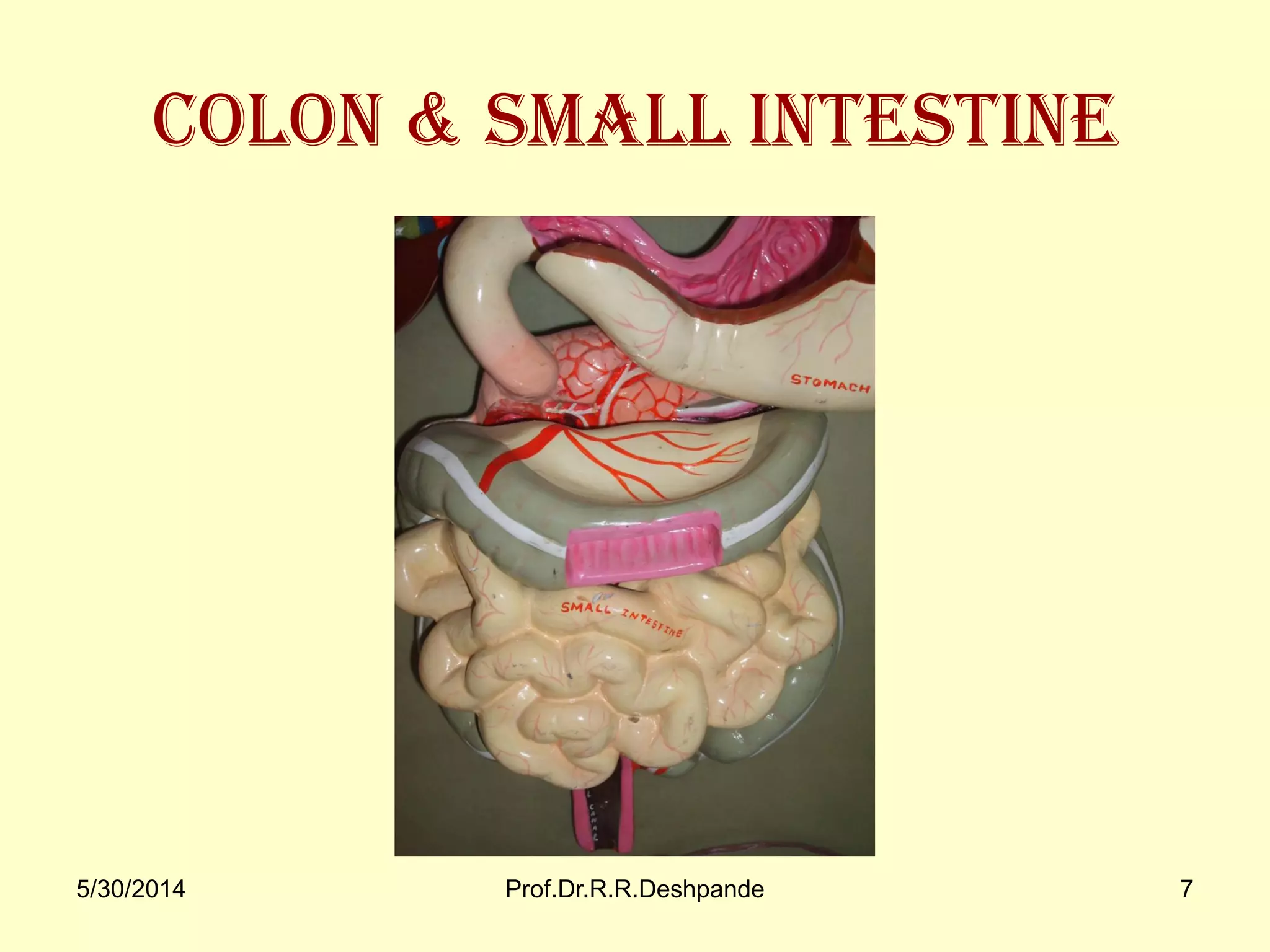 5/30/2014 Prof.Dr.R.R.Deshpande 7
Colon & small intestine
 
