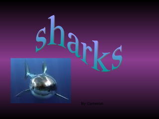 sharks By Cameron 
