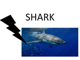 SHARK
 
