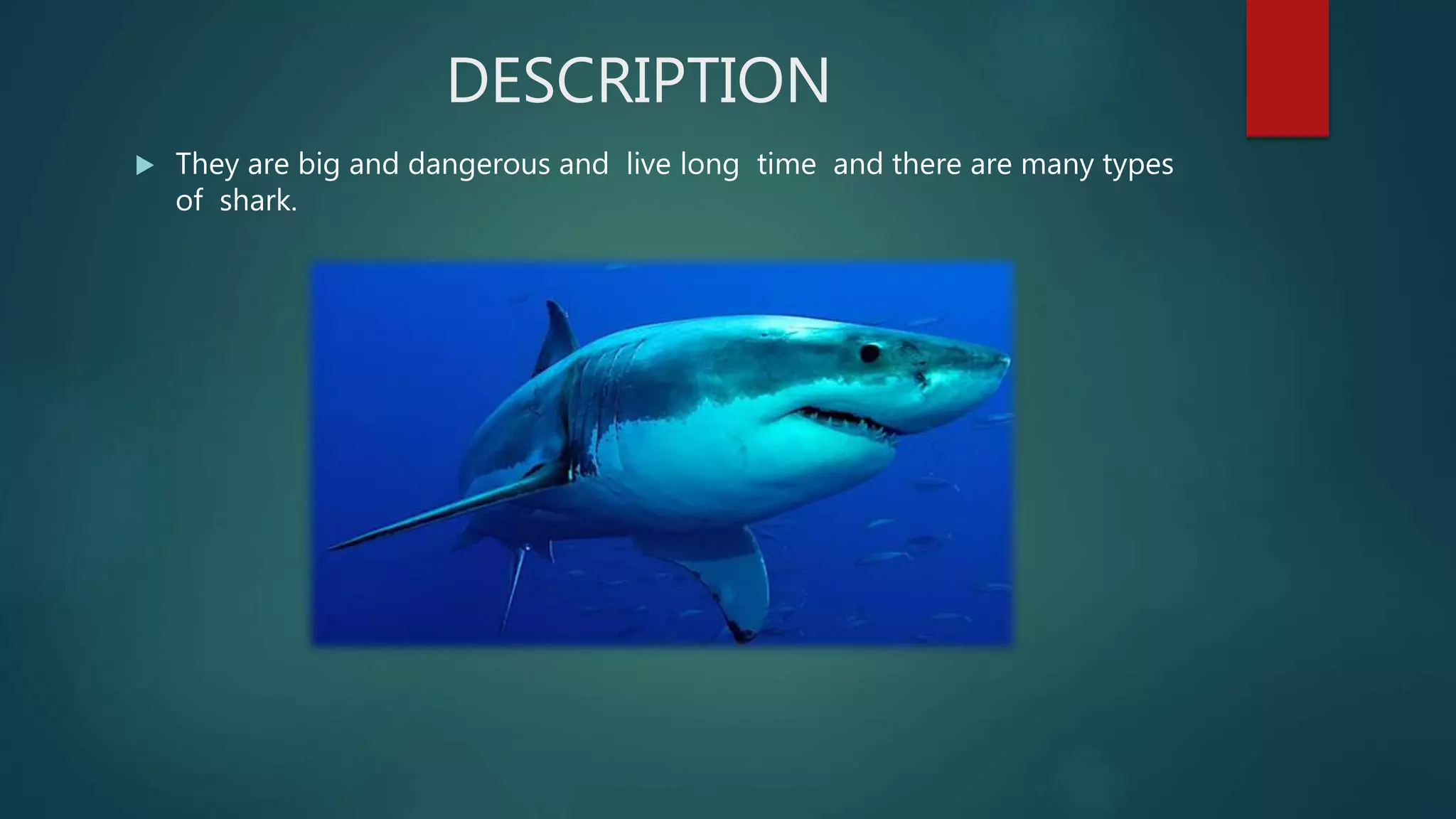 Ocean Animals Shark By Julian 5th B PPT ocean-animals-shark-by-julian-5th-b-ppt