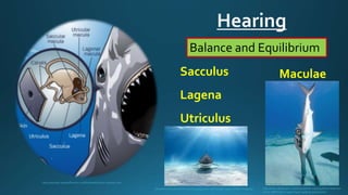 Shark dissection | PPTX