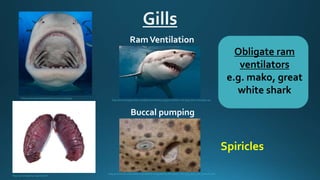 Shark dissection | PPTX