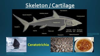 Shark dissection | PPTX