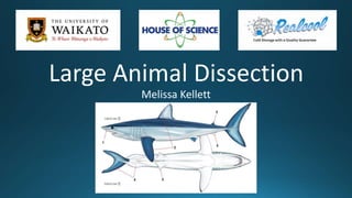 Large Animal Dissection
Melissa Kellett
 