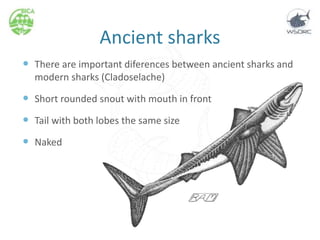 Ancient sharks
 There are important diferences between ancient sharks and
modern sharks (Cladoselache)
 Short rounded snout with mouth in front
 Tail with both lobes the same size
 Naked
 