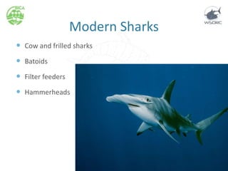 Modern Sharks
 Cow and frilled sharks
 Batoids
 Filter feeders
 Hammerheads
 