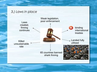 3.) Laws in place 
Weak legislation, 
poor enforcement 
binding 
international 
treaties 
Landed fully 
utilised 
65 countries banned 
shark finning 
Laws 
created, 
finning 
continues 
Killed 
unsustainable 
rate 
 