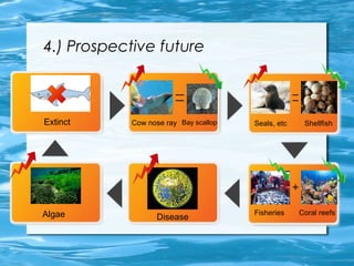 4.) Prospective future 
Extinct Cow nose ray Bay scallop Seals, etc Shellfish 
Algae Disease Fisheries Coral reefs 
 