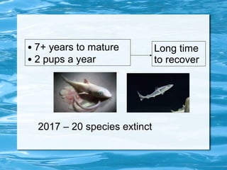 • 7+ years to mature 
• 2 pups a year 
Long time 
to recover 
2017 – 20 species extinct 
 