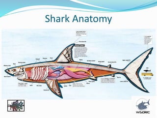 Shark general oj | PPTX