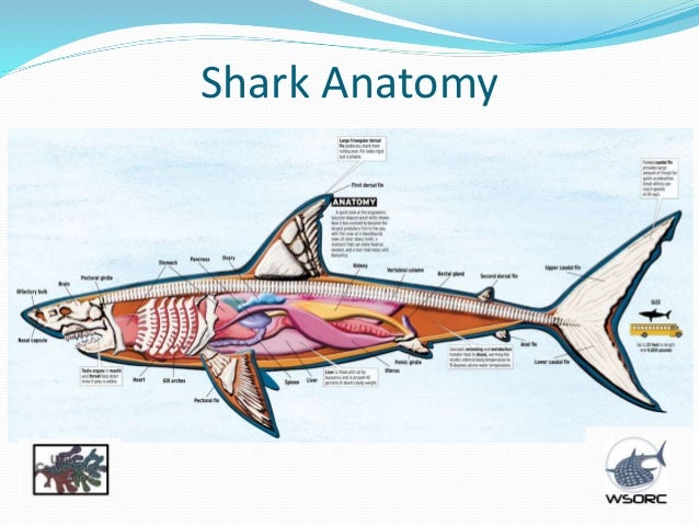 Как спариваются русалки схема