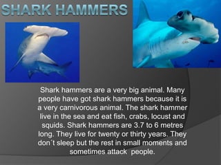 Shark hammers are a very big animal. Many
people have got shark hammers because it is
a very carnivorous animal. The shark hammer
live in the sea and eat fish, crabs, locust and
squids. Shark hammers are 3.7 to 6 metres
long. They live for twenty or thirty years. They
don´t sleep but the rest in small moments and
sometimes attack people.
 