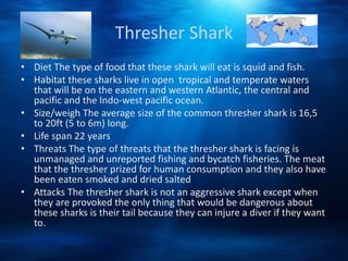 Shark powerpoint | PPT