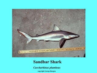Sandbar Shark Carcharhinus plumbeus copyright George Burgess 