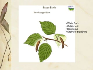 Birch Trunk
• Horizontal lenticels
 