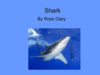 Shark By Ross Clary 